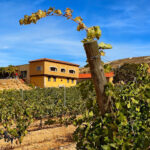 Bodegas Valdubón - Ribera del Duero (Milagros) Bodegas Valdubón - Ribera del Duero