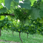 Bodegas VIÑA CARMINA 16 (Vargas) Bodegas VIÑA CARMINA 16