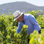 BODEGAS ORDOÑEZ SL (Vélez-Málaga) BODEGAS ORDOÑEZ SL