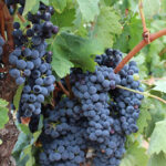 Bodegas Borraz