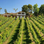 Bodega Magalarte Lezama Txakolina (Lezama) Bodega Magalarte Lezama Txakolina