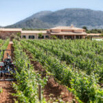 Bodega Maruccia Club de vino 953 (Llucmajor) Bodega Maruccia Club de vino 953