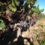 Bodega Cepas Del Bierzo (Ponferrada) Bodega Cepas Del Bierzo