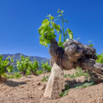 Rico Nuevo Viticultores (Burgohondo) Rico Nuevo Viticultores