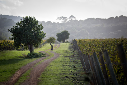 Foto Bodega Es Fangar Vins