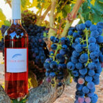 Bodega Cooperativa San Pedro Regalado (La Aguilera) Bodega Cooperativa San Pedro Regalado