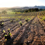 Celler La Vinyeta