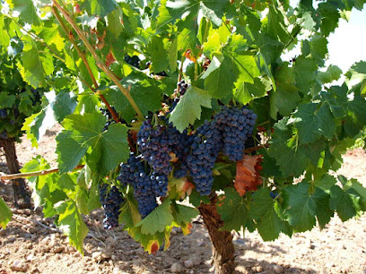 Vino Reguilón