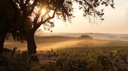 Foto Bodegas La Horra S.L. - Ribera del Duero