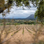 Bodega Tierra Calma (San Martín de Valdeiglesias) Bodega Tierra Calma